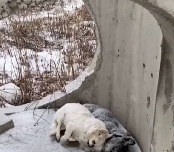 让人心疼，吉林两只小狗依偎在雪中结伴回汪星球