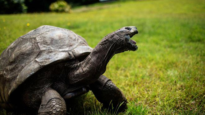 经历过两次世界大战的古老巨龟“乔纳森”190岁了
