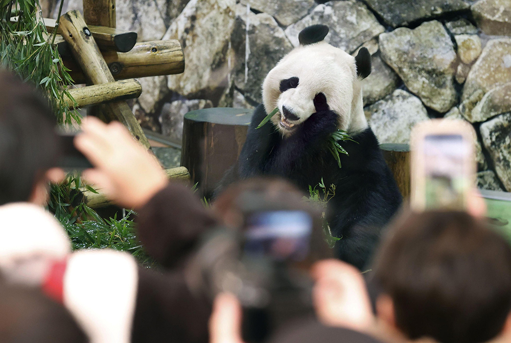旅日大熊猫“永明”一家三口今日启程回国