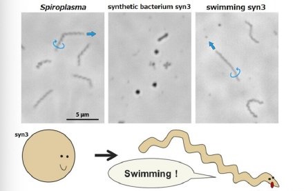 研究人员成功合成细菌，成为可以自行移动的最小生命体