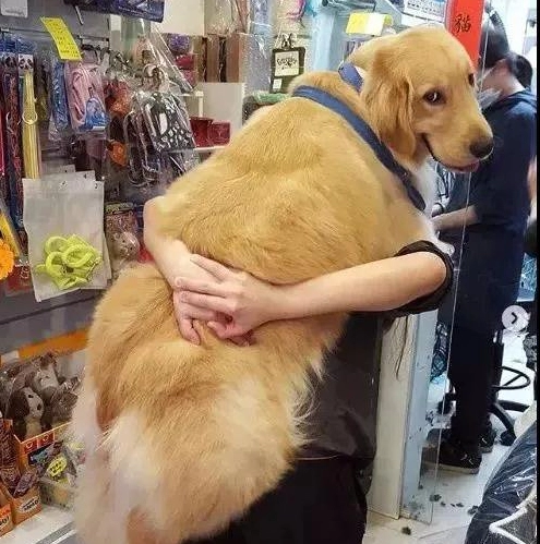 狗狗为什么被抱起来时不敢动，看来你就知道
