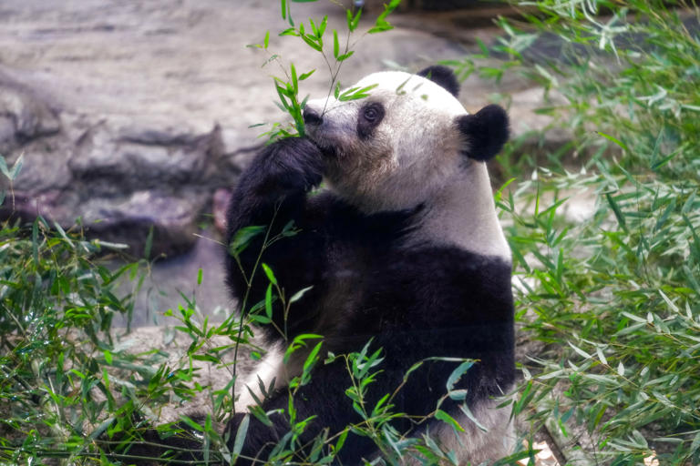 日本民众泪别旅日熊猫“香香”，我们会去中国看你的