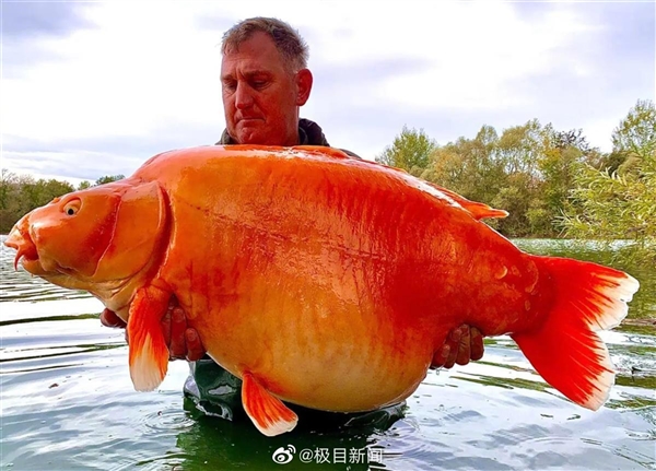 重30公斤！世界最大金鱼被钓上岸：已存活了20年 看着像假的